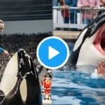 Jessica Radcliffe Orca
